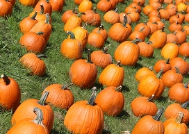 Halloween Pumpkins