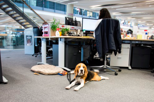 insurance, horst insurance, office pet, dogs in the workplace, office animal