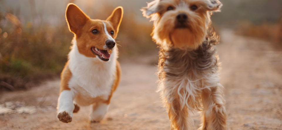 Two dogs playing during the golden hour of sunset