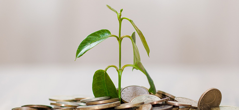 A new plant growing out of money