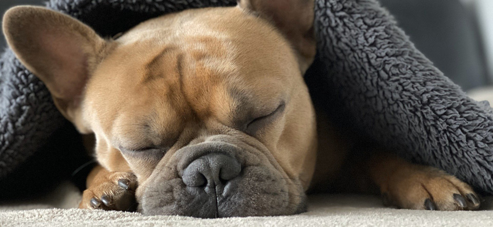 Dog sleeping under a blanket on the floor