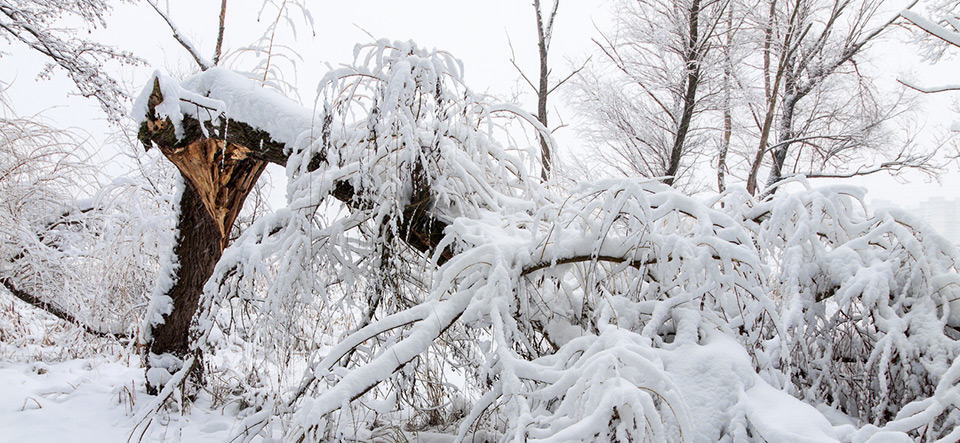 Broke down tree on the severity of fallen snow