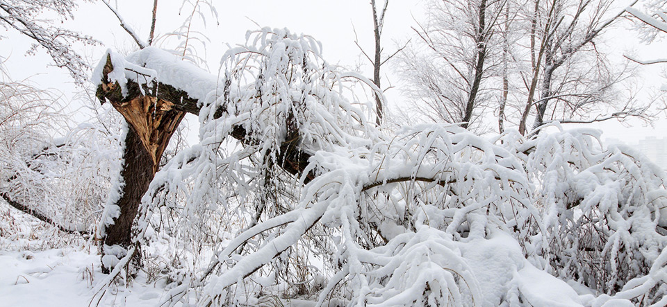 Broke down tree on the severity of fallen snow