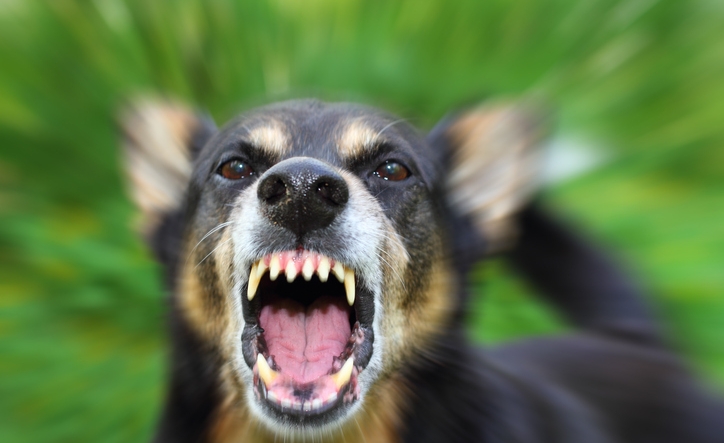 Barking enraged shepherd dog outdoors