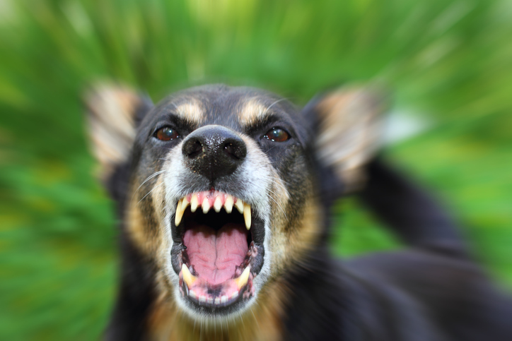 Barking enraged shepherd dog outdoors