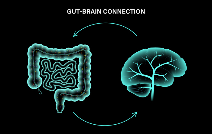 Gut brain connection and microbiome. Enteric nervous system in human body, small and large intestine. Signals from brain to digestive tract. Colon, bowel and cerebrum 3d realistic vector illustration.